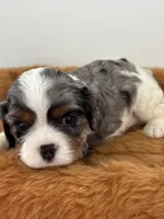Gambler - AKC, a male Cavalier King Charles Spaniel for sale in Gay, GA – 4 of 10