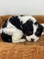 Gwenda - AKC, a female Cavalier King Charles Spaniel for sale in Gay, GA – 6 of 10