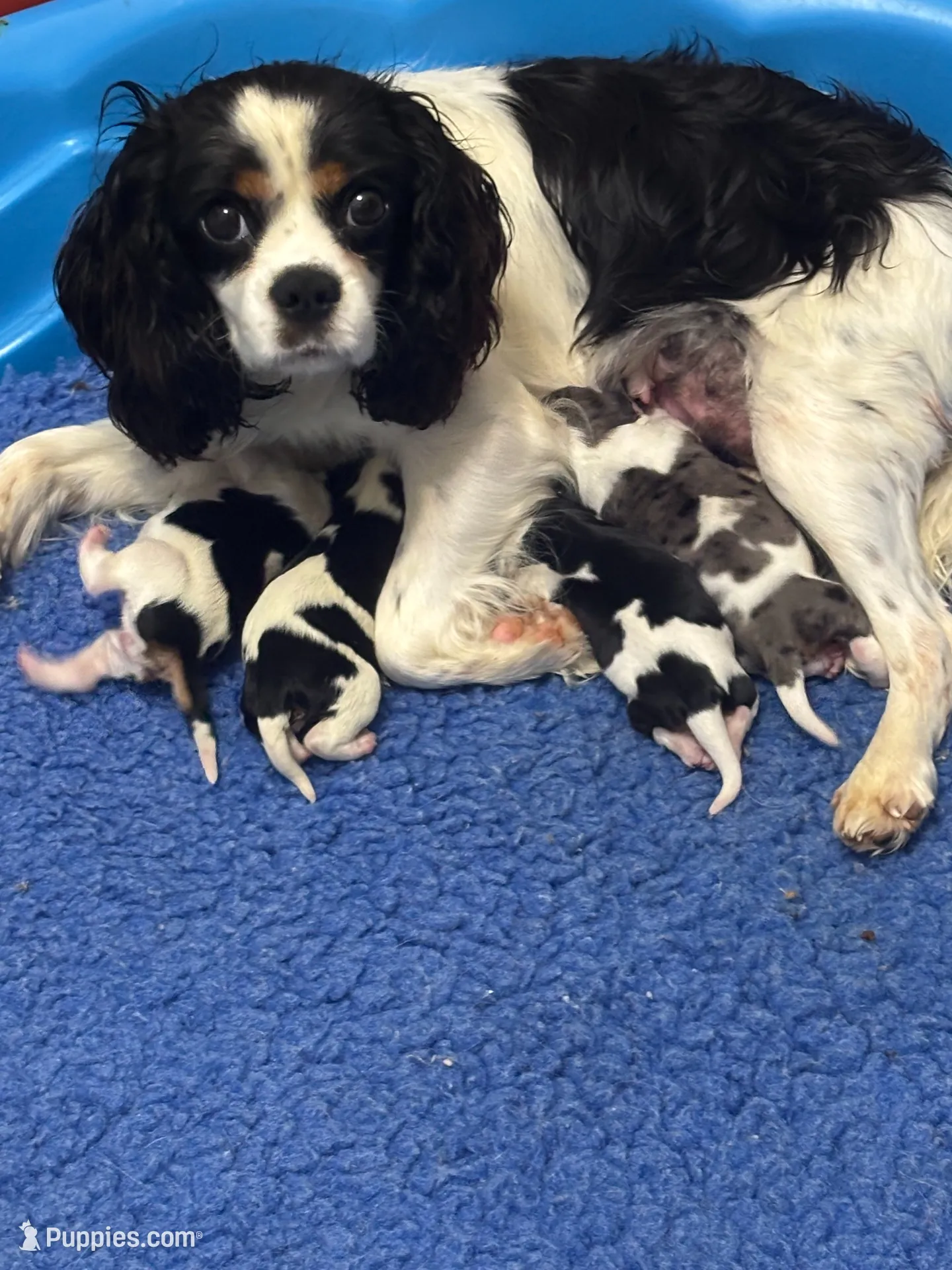 Gambler - AKC, a male Cavalier King Charles Spaniel for sale in Gay, GA – 5 of 7