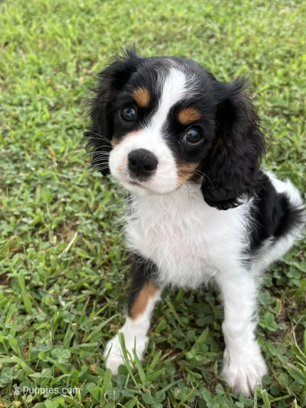 Gunner - AKC – Cavalier King Charles Spaniel puppy for sale in Gay, GA