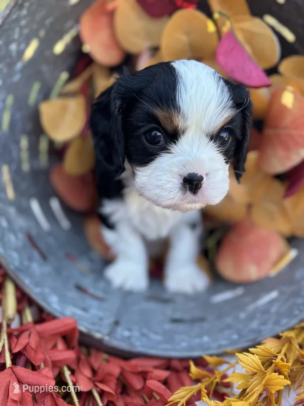 Katie – Cavalier King Charles Spaniel puppy for sale in Gay, GA