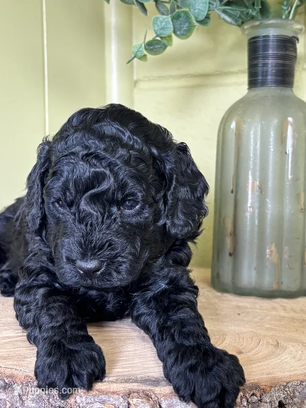 Iggy - mini goldendoodle – Miniature Goldendoodle puppy for sale in Gay, GA