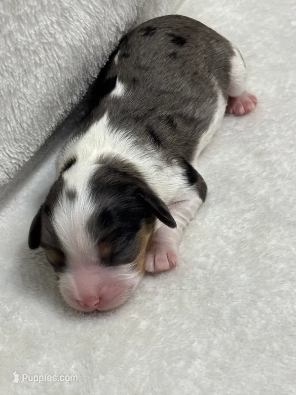 AKC Koda – Cavalier King Charles Spaniel puppy for sale in Gay, GA