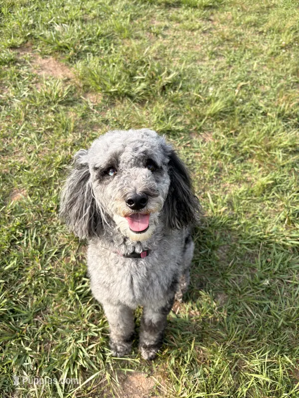 Kiki – Poodle - Miniature  puppy for sale in Gay, GA