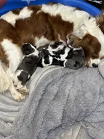 AKC Kash, a male Cavalier King Charles Spaniel for sale in Gay, GA – 2 of 4