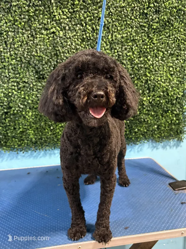 Lizzie, a female Poodle - Miniature  for sale in Gay, GA – Photo 1 of 1