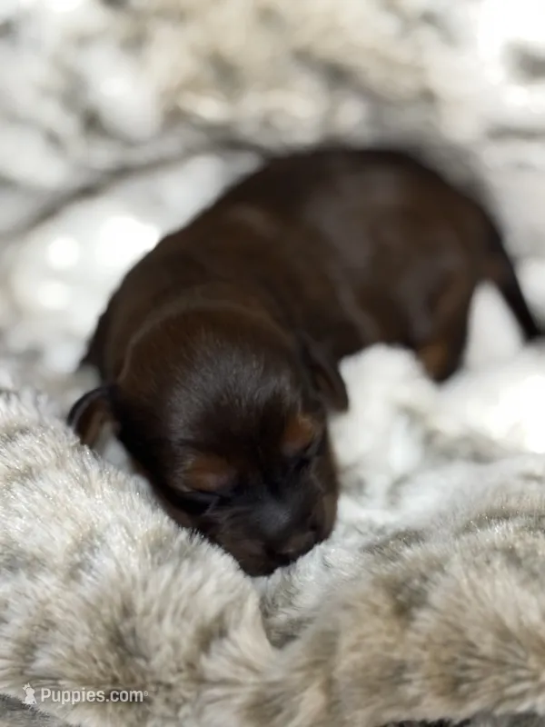 Jax – Cockapoo puppy for sale in Gay, GA