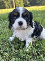 Gwenda - AKC, a female Cavalier King Charles Spaniel for sale in Gay, GA – 2 of 10