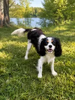 Gunner - AKC, a male Cavalier King Charles Spaniel for sale in Gay, GA – 6 of 7