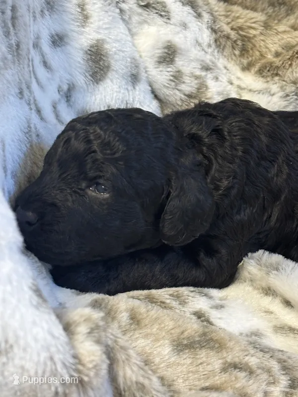 Iggy - mini goldendoodle – Miniature Goldendoodle puppy for sale in Gay, GA