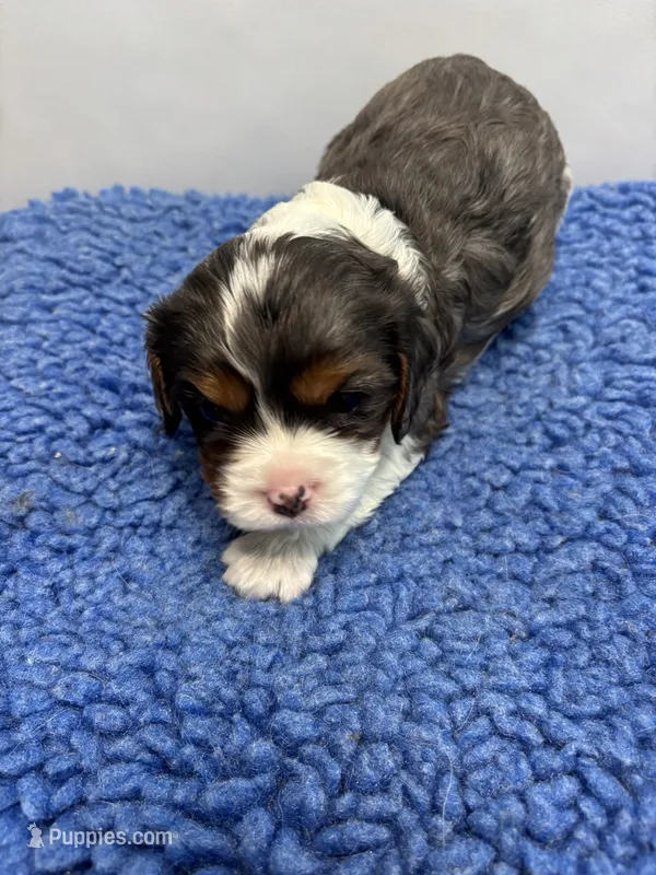 AKC Knox – Cavalier King Charles Spaniel puppy for sale in Gay, GA