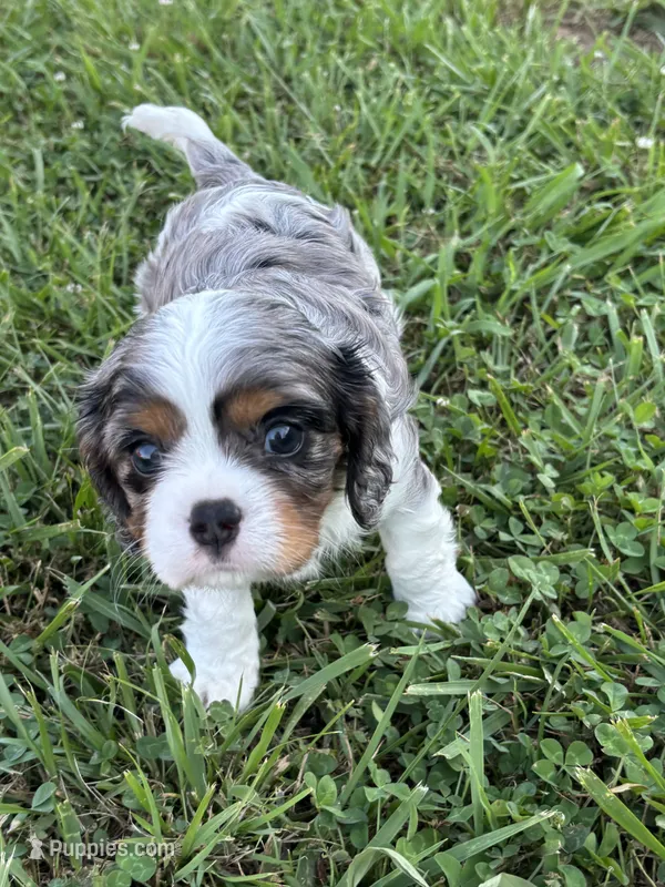 Gambler - AKC – Cavalier King Charles Spaniel puppy for sale in Gay, GA