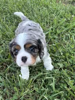 Gambler - AKC, a male Cavalier King Charles Spaniel for sale in Gay, GA – 1 of 10