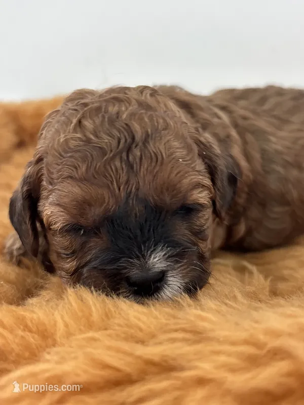 Hazel – Shihpoo puppy for sale in Gay, GA
