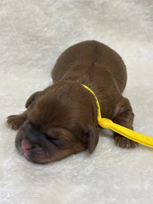 Honey – Shihpoo puppy for sale in Gay, GA