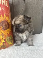 Fritz (long-haired), a male Chihuahua for sale in Gay, GA – 3 of 8