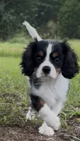 Gunner - AKC, a male Cavalier King Charles Spaniel for sale in Gay, GA – 2 of 9