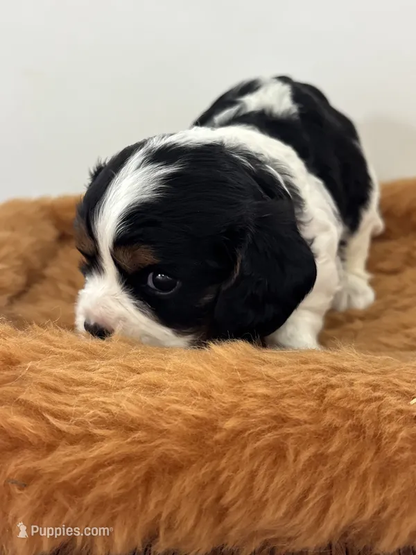 Gwenda - AKC – Cavalier King Charles Spaniel puppy for sale in Gay, GA