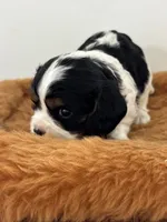 Gwenda - AKC, a female Cavalier King Charles Spaniel for sale in Gay, GA – 7 of 10