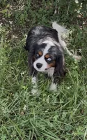 Cash, a male Cavalier King Charles Spaniel for sale in Gay, GA – 3 of 5