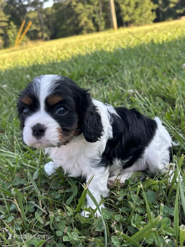 Gwenda - AKC – Cavalier King Charles Spaniel puppy for sale in Gay, GA
