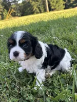 Gwenda - AKC, a female Cavalier King Charles Spaniel for sale in Gay, GA – 1 of 10