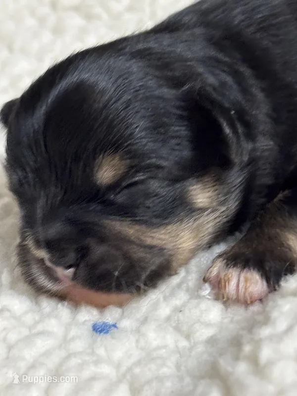 Fargo, a male Chihuahua for sale in Gay, GA – Photo 1 of 2