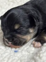 Fargo, a male Chihuahua for sale in Gay, GA – Photo 1 of 2