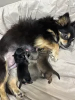 Fargo, a male Chihuahua for sale in Gay, GA – Photo 2 of 2