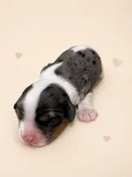 Gracie - AKC, a female Cavalier King Charles Spaniel for sale in Gay, GA – 3 of 7