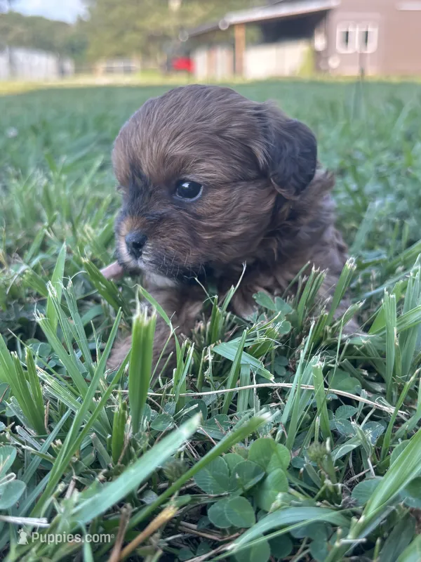 Heidi – Shihpoo puppy for sale in Gay, GA