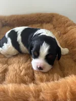 Gunner - AKC, a male Cavalier King Charles Spaniel for sale in Gay, GA – 7 of 9