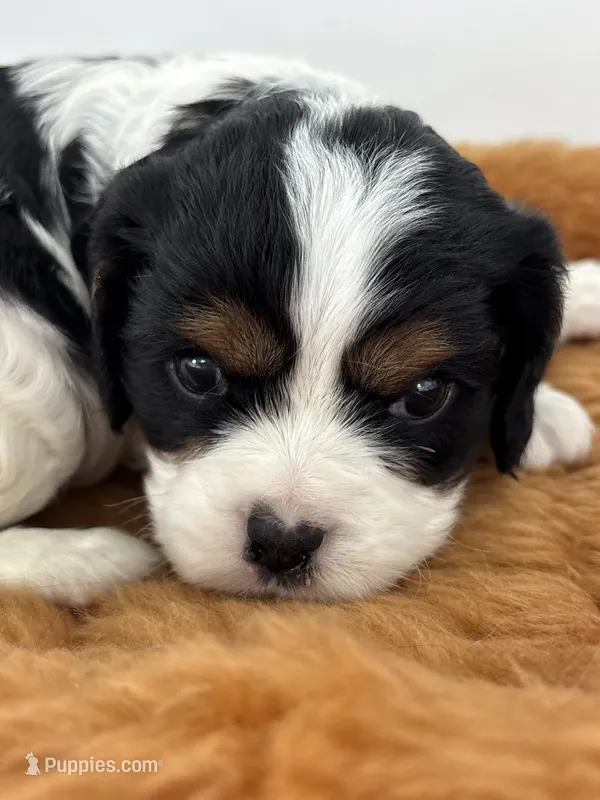 Gwenda - AKC – Cavalier King Charles Spaniel puppy for sale in Gay, GA
