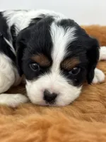 Gwenda - AKC, a female Cavalier King Charles Spaniel for sale in Gay, GA – 3 of 10