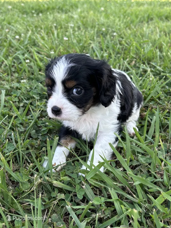 Gunner - AKC – Cavalier King Charles Spaniel puppy for sale in Gay, GA