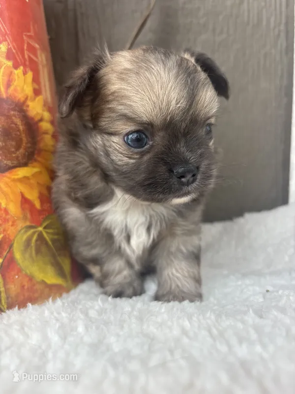 Fritz – Chihuahua puppy for sale in Gay, GA