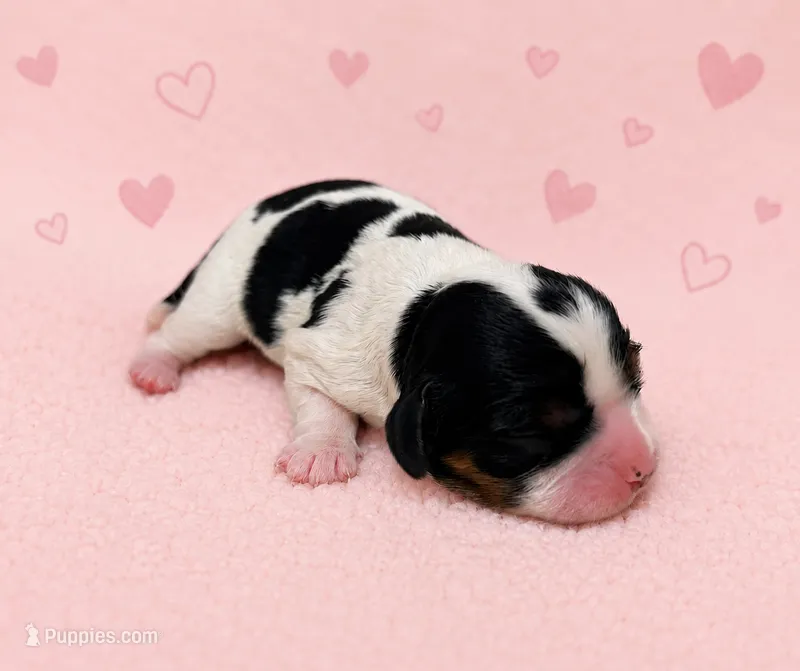 Gwenda - AKC – Cavalier King Charles Spaniel puppy for sale in Gay, GA