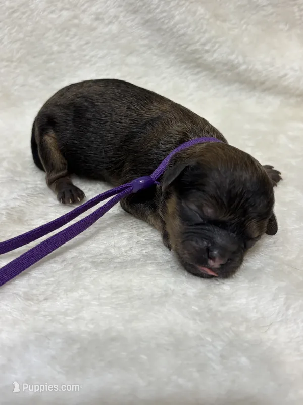 Harper – Shihpoo puppy for sale in Gay, GA