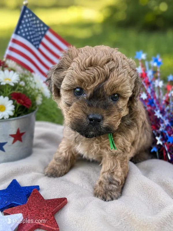 Hardy – Shihpoo puppy for sale in Gay, GA