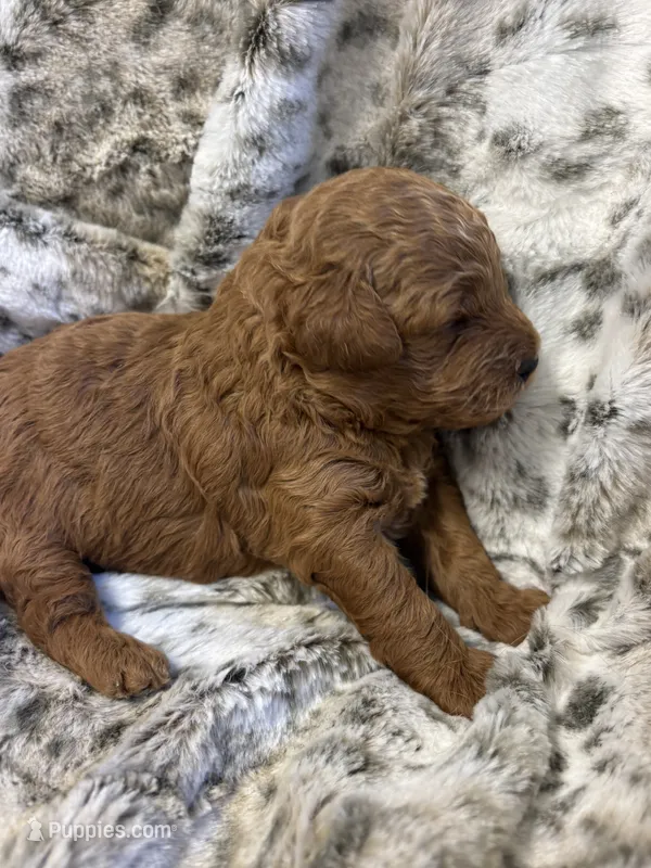 Isaac - mini goldendoodle – Miniature Goldendoodle puppy for sale in Gay, GA
