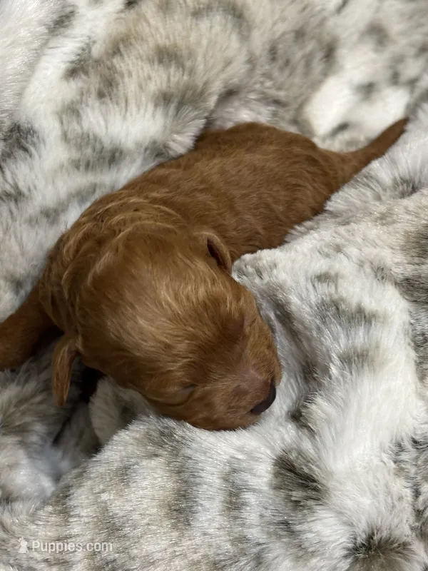 Joy – Cockapoo puppy for sale in Gay, GA
