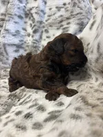 Ivy -mini goldendoodle, a female Miniature Goldendoodle for sale in Gay, GA – 2 of 5