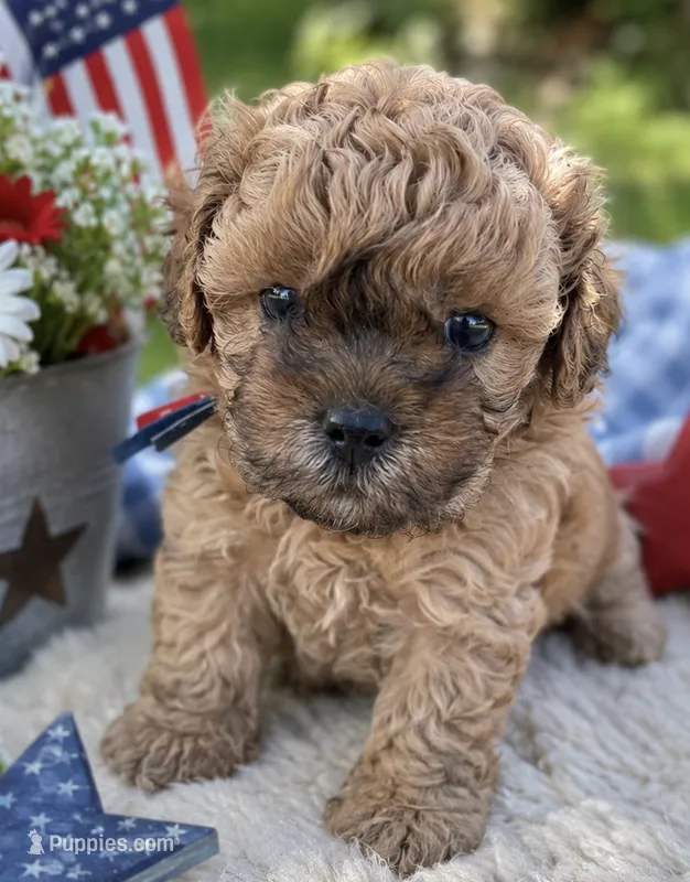 Humpfrey – Shih Tzu, Poodle - Toy  puppy for sale in Gay, GA