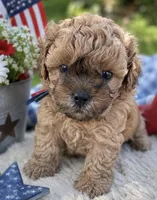 Humpfrey, a male Shih Tzu and Poodle - Toy  for sale in Gay, GA – 1 of 9