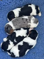 Gambler - AKC, a male Cavalier King Charles Spaniel for sale in Gay, GA – 7 of 10