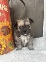 Fritz (long-haired), a male Chihuahua for sale in Gay, GA – 4 of 8
