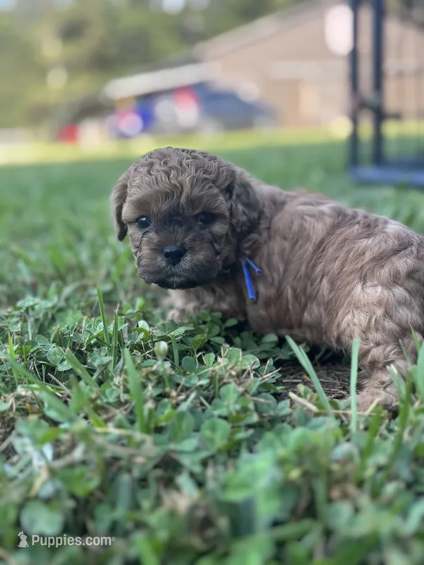 Humpfrey – Shih Tzu, Poodle - Toy  puppy for sale in Gay, GA