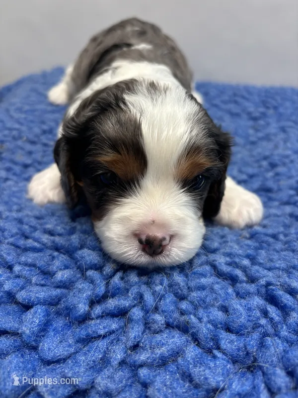 AKC Kash – Cavalier King Charles Spaniel puppy for sale in Gay, GA