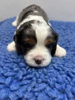 AKC Kash, a male Cavalier King Charles Spaniel for sale in Gay, GA – 6 of 10