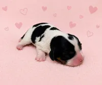 Gambler - AKC, a male Cavalier King Charles Spaniel for sale in Gay, GA – 3 of 7